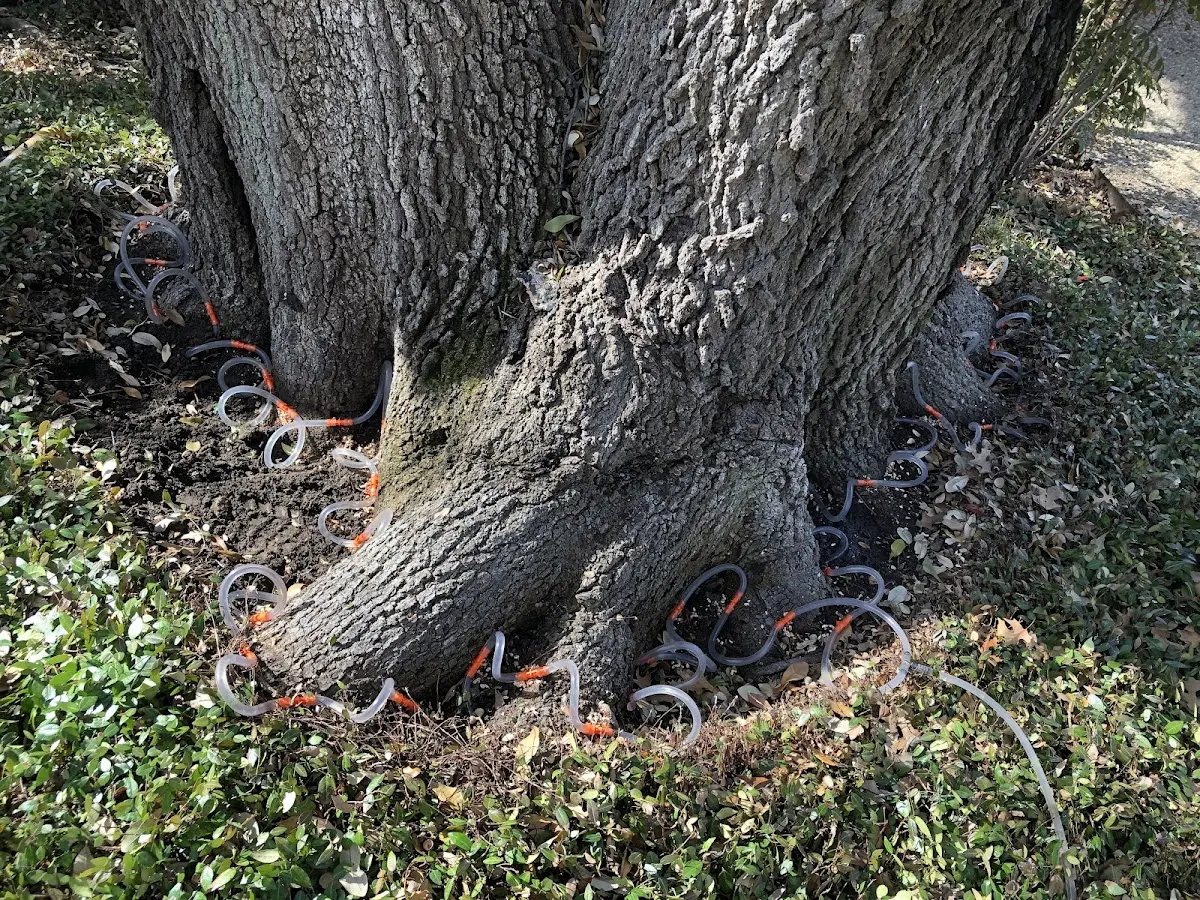 Detailed Shrub and Hedge Trimming job site in Rector