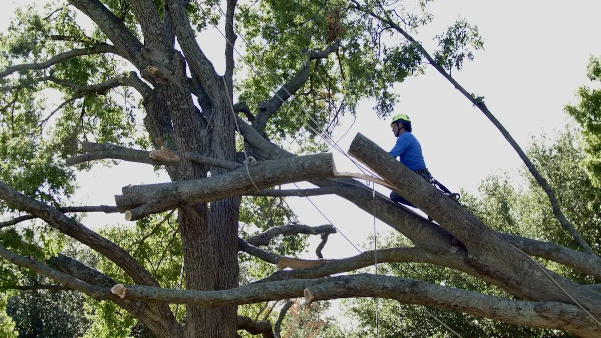 Professional Hazardous Tree Removal performed by certified arborists in Rector