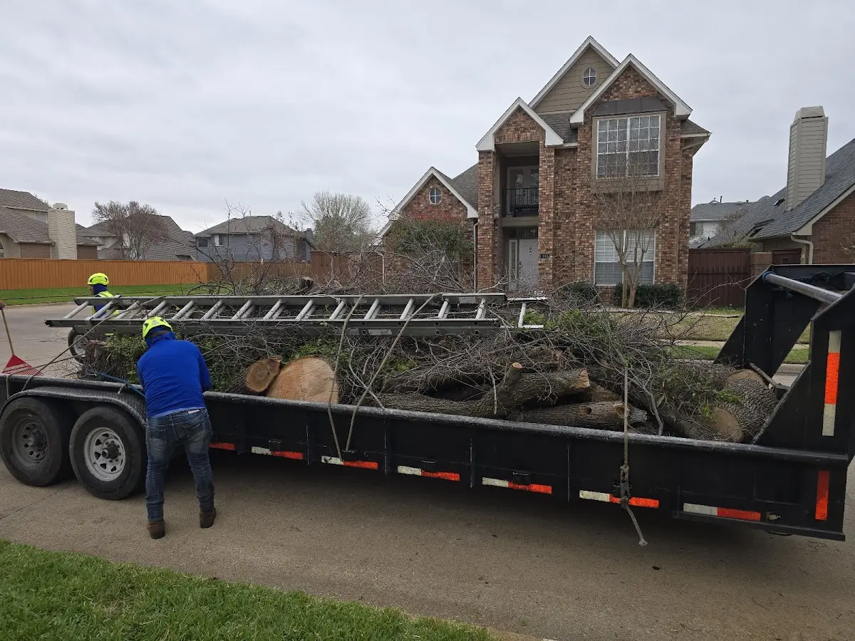 Expert Tree Pest Control with proper safety equipment in Rector
